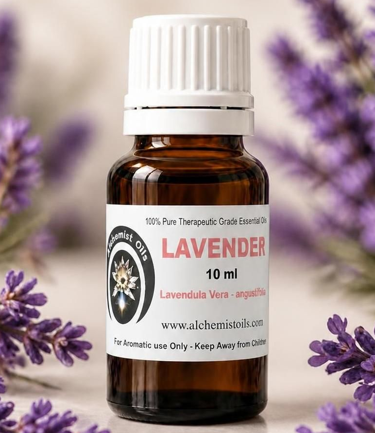 Lavender, Lavandula Angustifolia